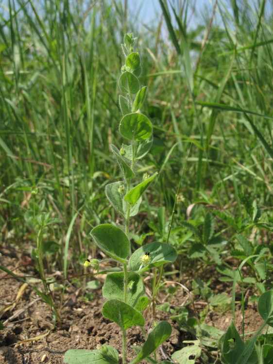 Kickxia spuria