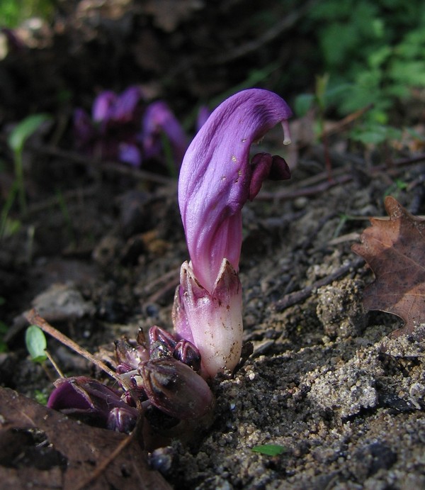 Lathraea clandestina