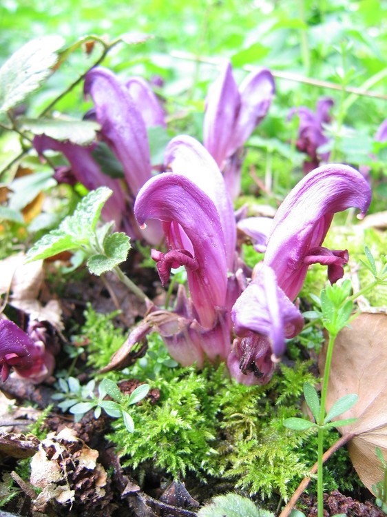 Lathraea clandestina