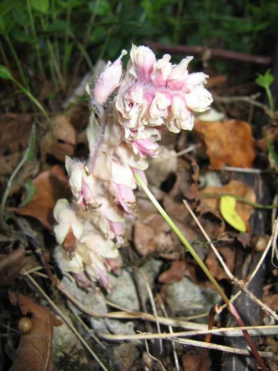 Lathraea squamaria
