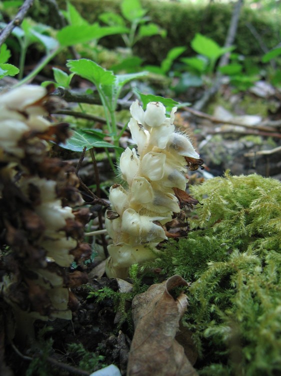 Lathraea squamaria