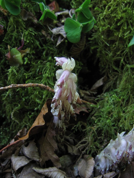 Lathraea squamaria