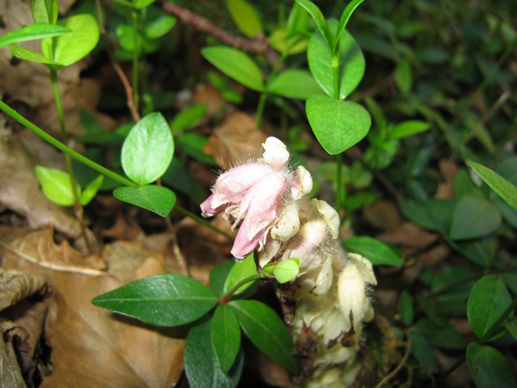 Lathraea squamaria