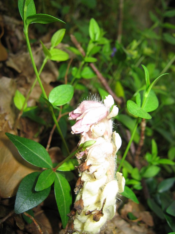 Lathraea squamaria