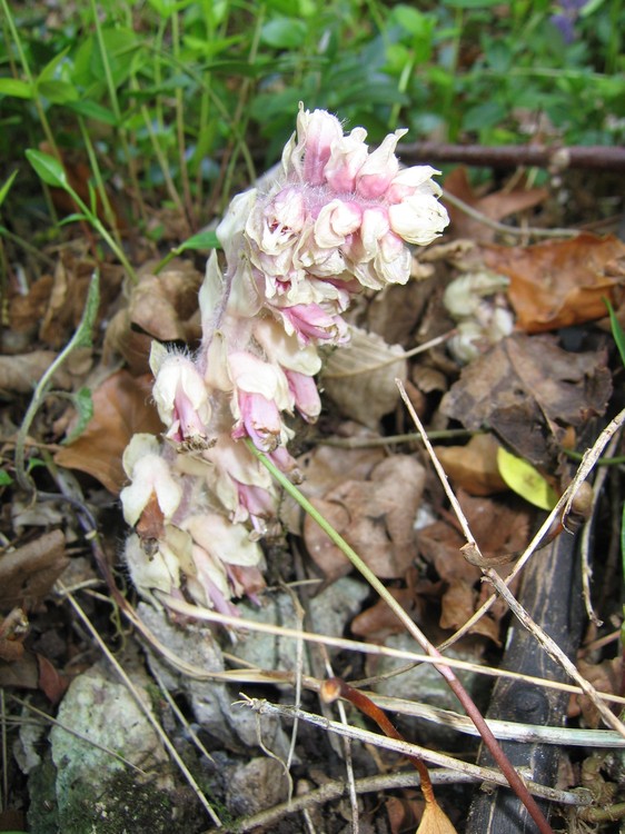 Lathraea squamaria