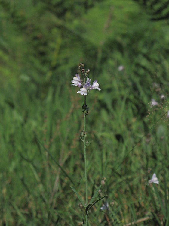 Linaria repens