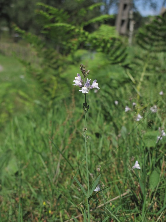 Linaria repens