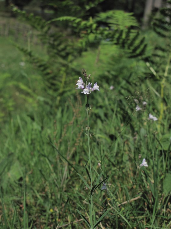 Linaria repens