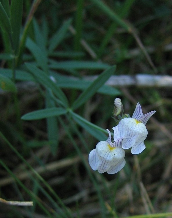 Linaria repens