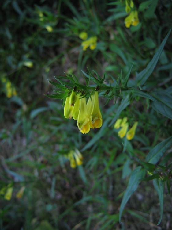 Melampyrum pratense