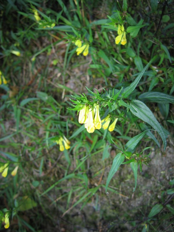 Melampyrum pratense