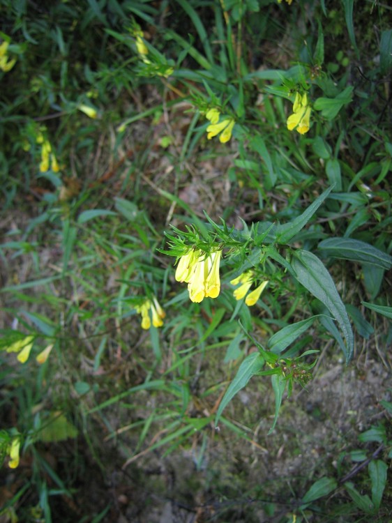 Melampyrum pratense