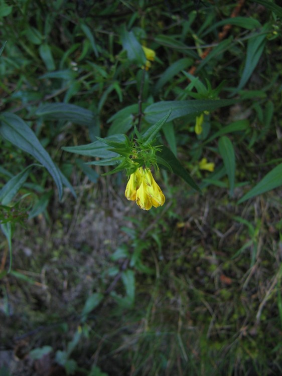 Melampyrum pratense