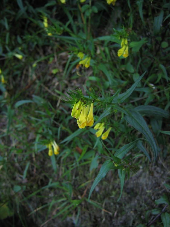 Melampyrum pratense