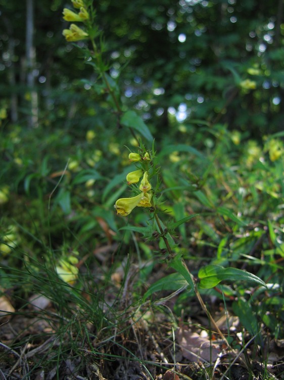 Melampyrum pratense