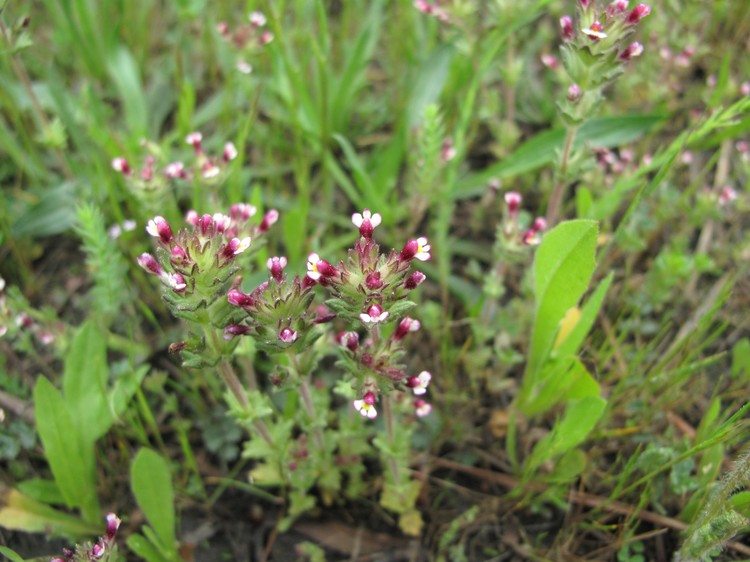 Parentucellia latifolia