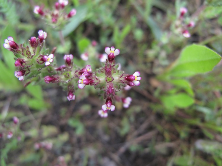 Parentucellia latifolia