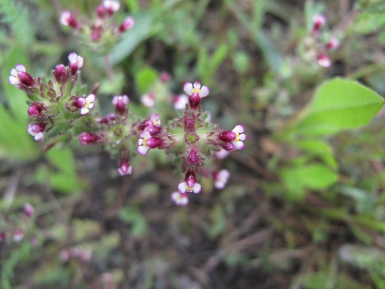 Parentucellia latifolia
