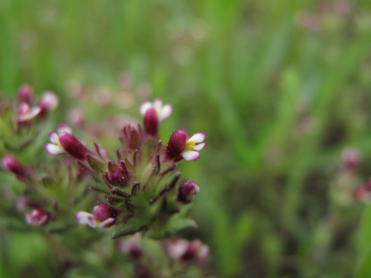 Parentucellia latifolia