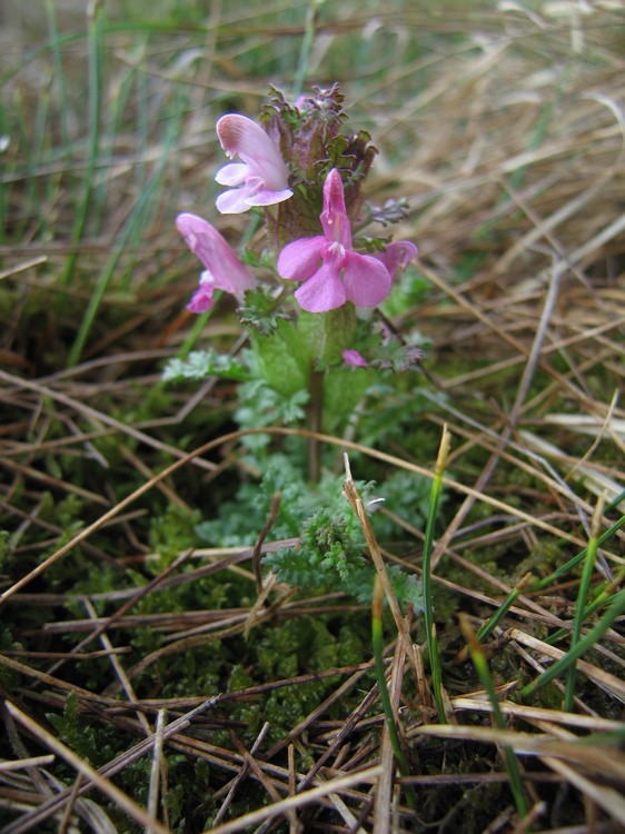 Pedicularis sylvatica