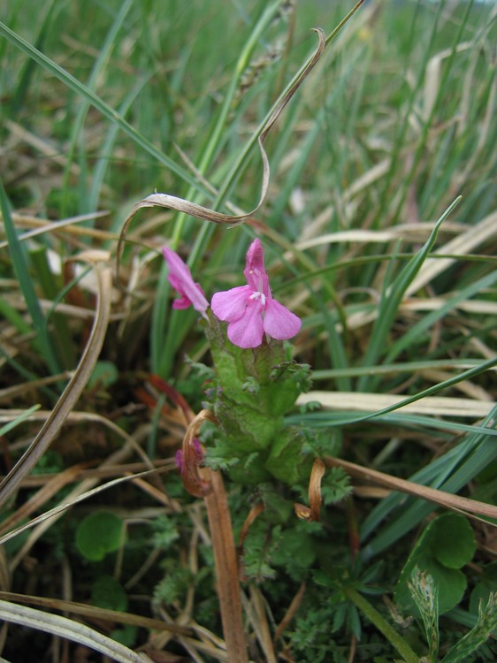 Pedicularis sylvatica