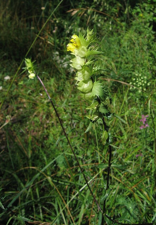 Rhinanthus angustifolius