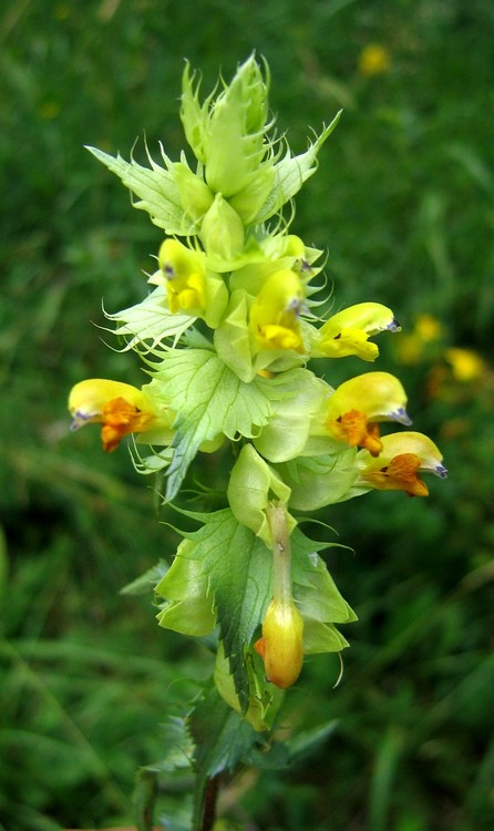 Rhinanthus angustifolius