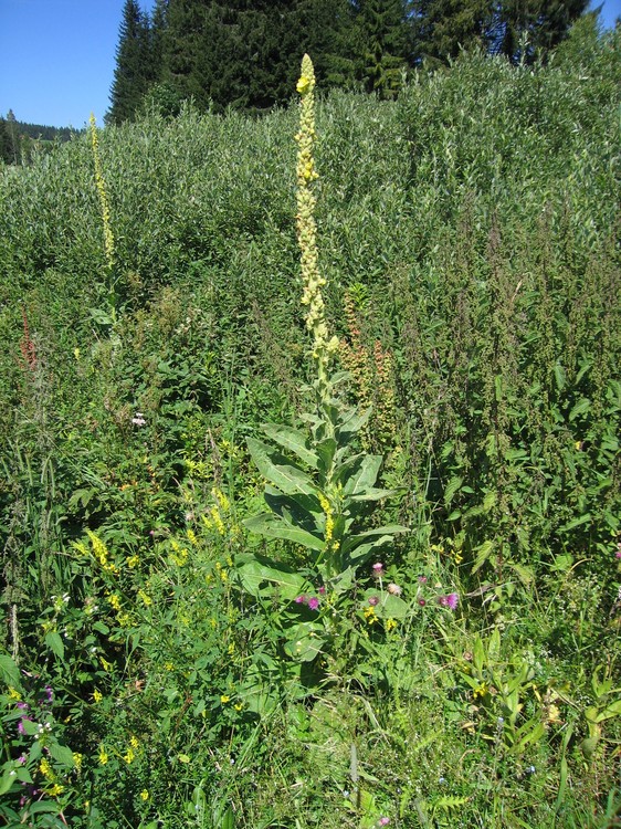 Verbascum thapsus