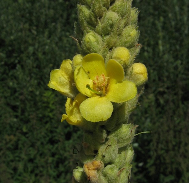 Verbascum thapsus