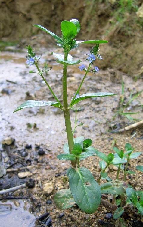 Veronica beccabunga