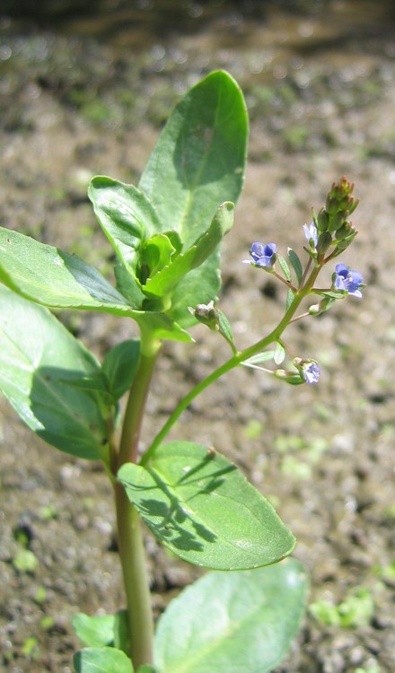 Veronica beccabunga