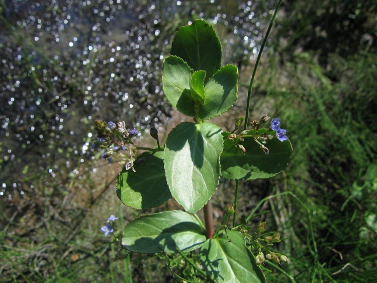 Veronica beccabunga