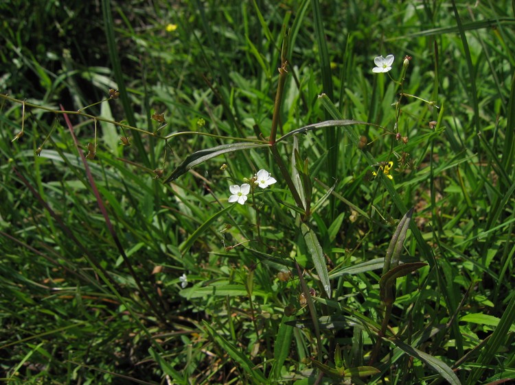 Veronica scutellata