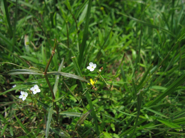 Veronica scutellata