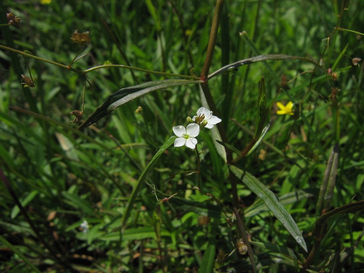 Veronica scutellata