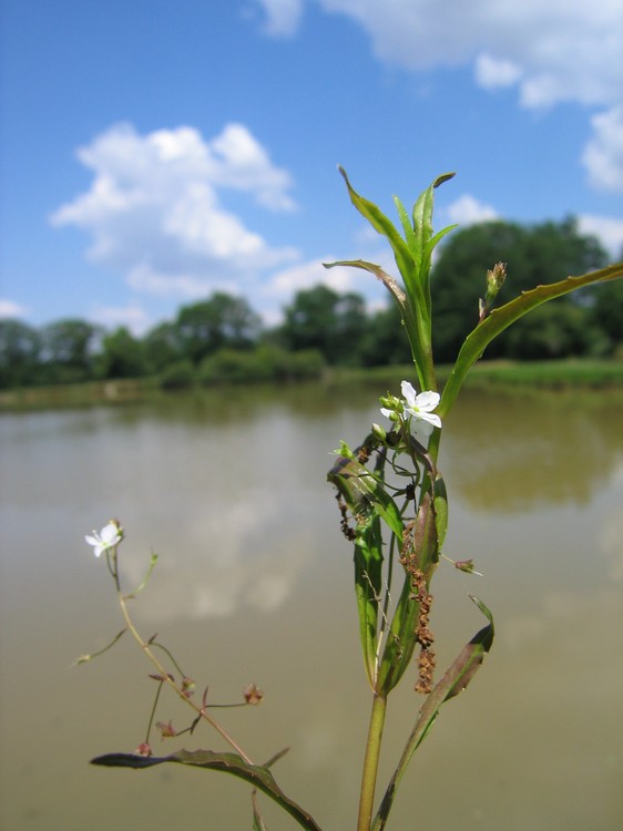 Veronica scutellata