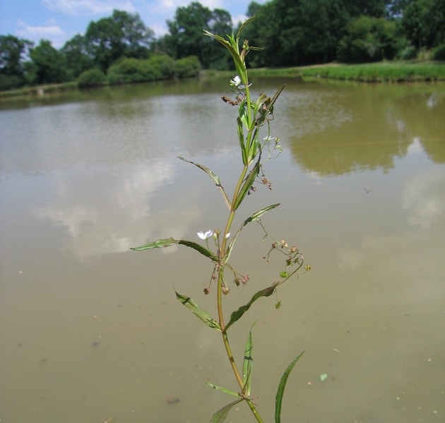 Veronica scutellata