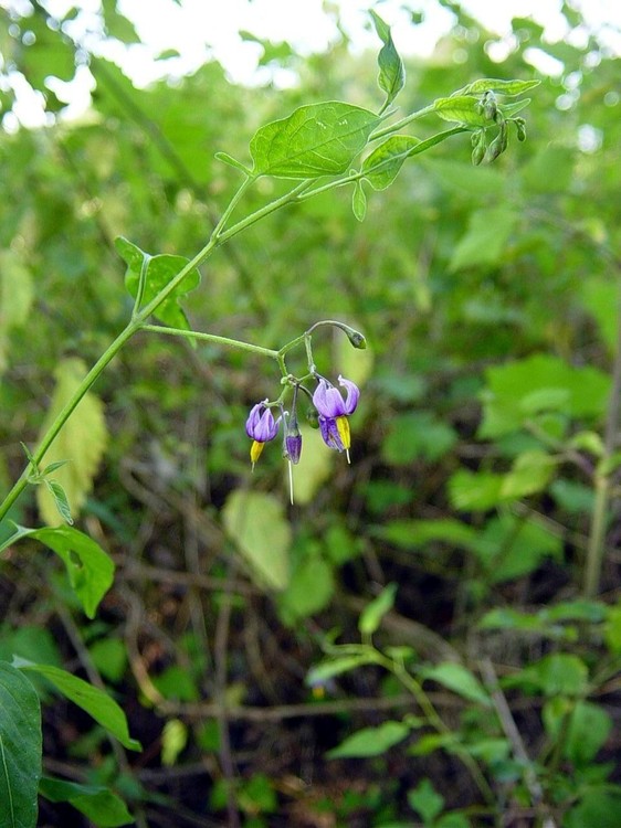 Solanum dulcamara