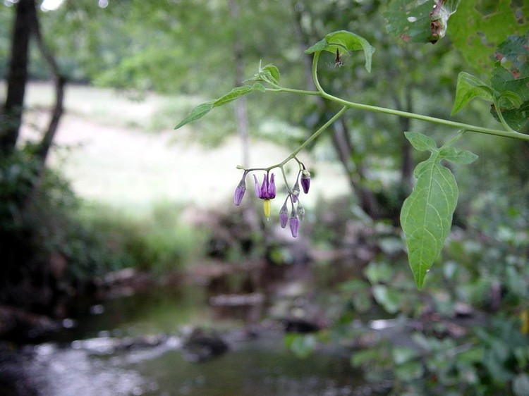 Solanum dulcamara