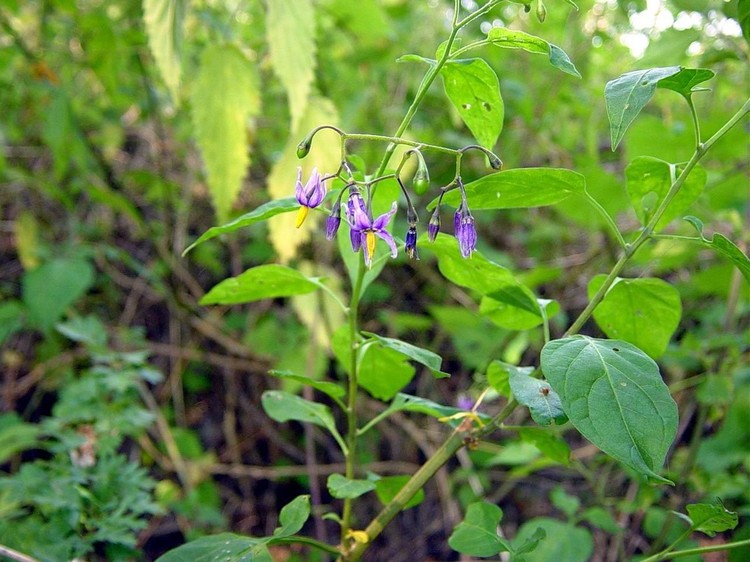Solanum dulcamara