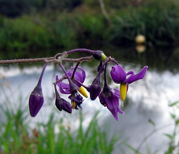 Solanum dulcamara