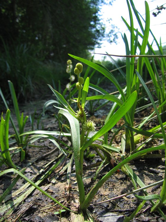 Sparganium emersum