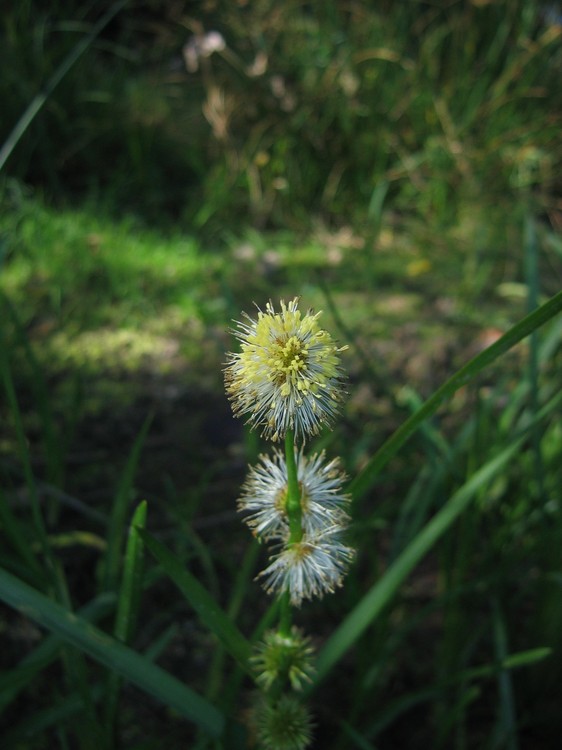 Sparganium emersum