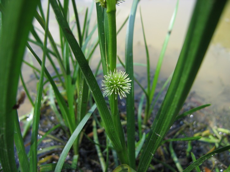 Sparganium emersum
