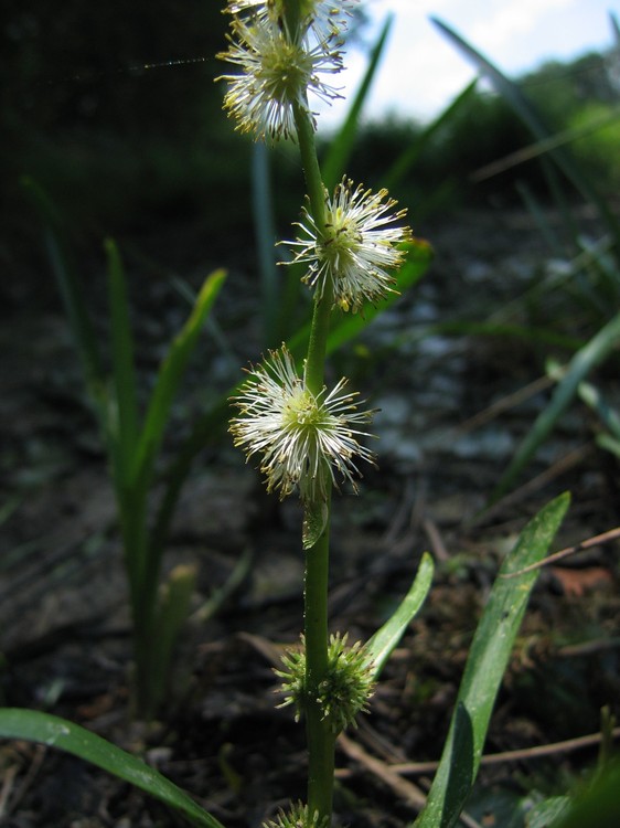 Sparganium emersum