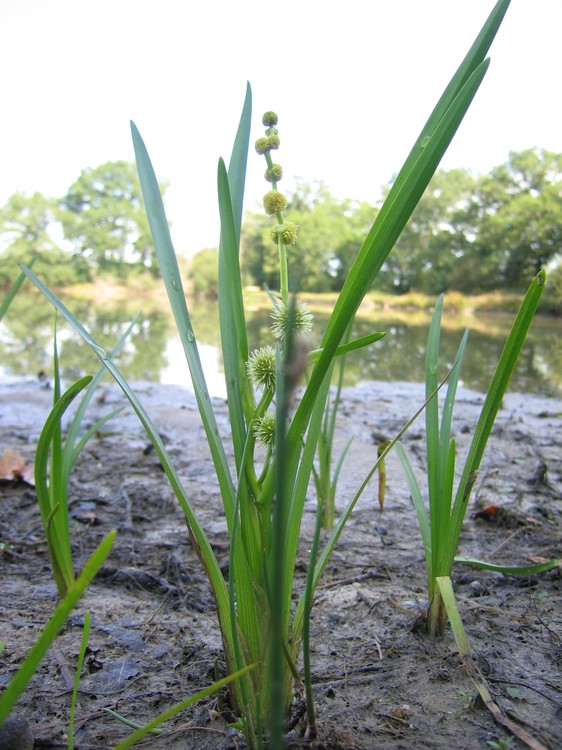 Sparganium emersum