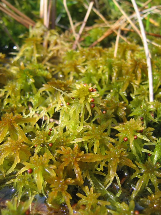 Sphagnum sp