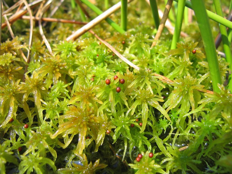 Sphagnum sp