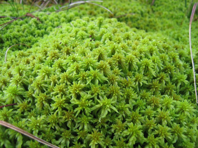 Sphagnum sp