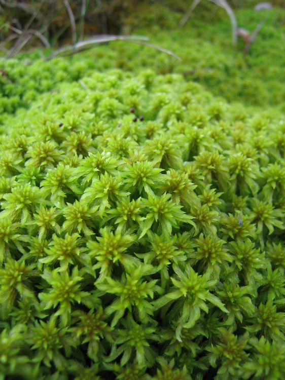 Sphagnum sp
